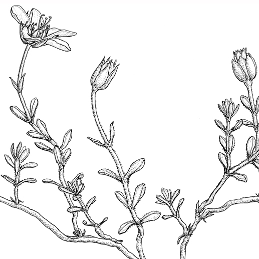 Arenaria bernensis
